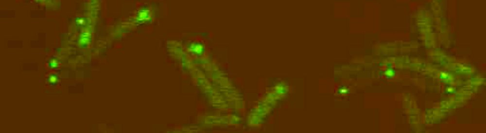 cropped-RNA-probes.jpg